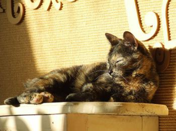 Sookie Bild von Sookie