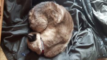 Anukis Bild von Anukis