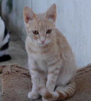 Bild von Yogi