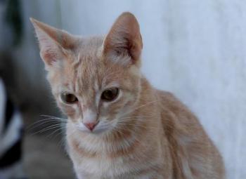 Bild von Yogi