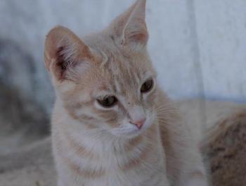 Bild von Yogi