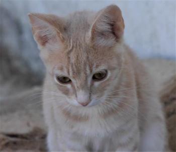 Bild von Yogi