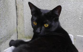 Bild von Njuki