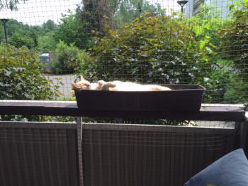 Pom Bild von Pom