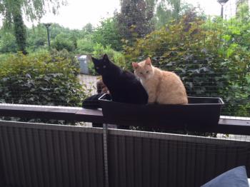 Pom Bild von Pom