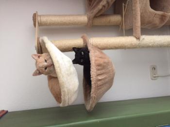 Pom Bild von Pom