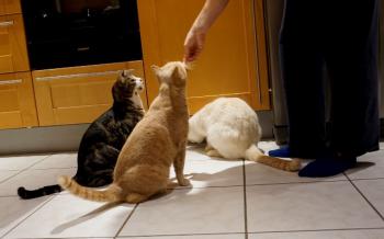 Bild von Phan