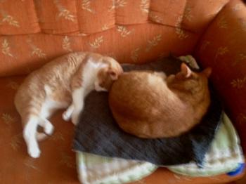 Henry Bild von Henry