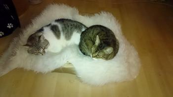 Timi Bild von Timi