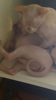 Pigmenti Bild von Pigmenti