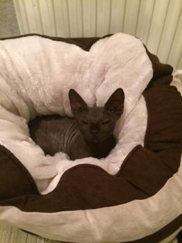 Bild von Blacky
