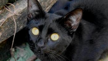 Nubia Bild von Nubia