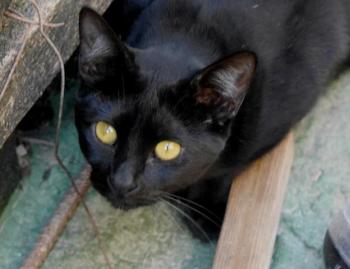 Nubia Bild von Nubia