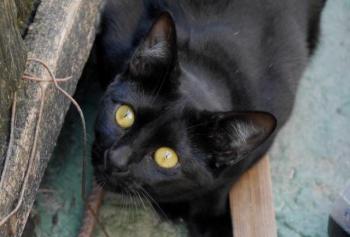Nubia Bild von Nubia