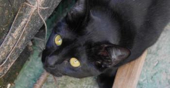 Nubia Bild von Nubia