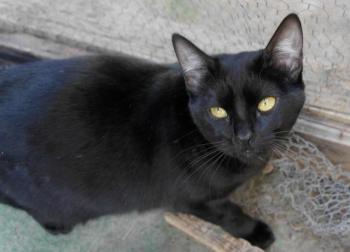 Nubia Bild von Nubia
