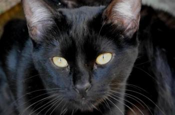 Nubia Bild von Nubia