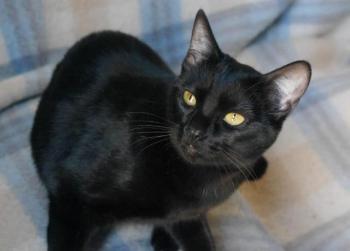 Nubia Bild von Nubia