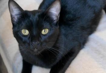 Nubia Bild von Nubia