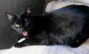 Nubia Bild von Nubia