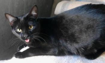 Nubia Bild von Nubia