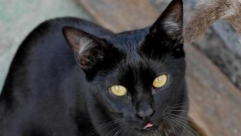Nubia Bild von Nubia