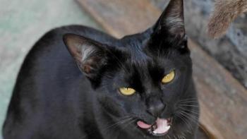 Nubia Bild von Nubia