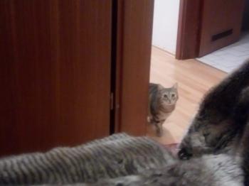 Mesina Bild von Mesina