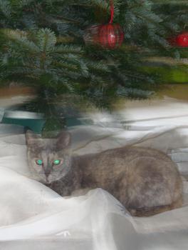 Grey Bild von Grey