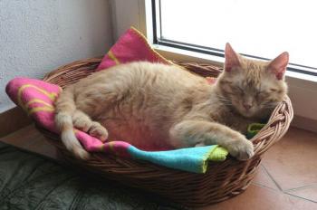 Romy Bild von Romy