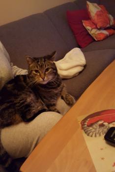 Felix Bild von Felix