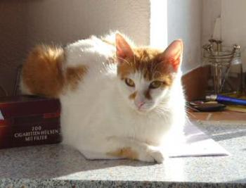Bastian Bild von Bastian