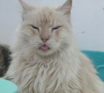 Bonbon Bild von Bonbon