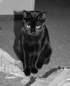 Pippin Bild von Tango