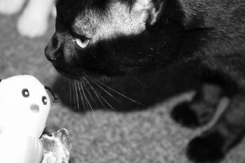 Tango Bild von Tango