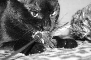 Pippin Bild von Tango