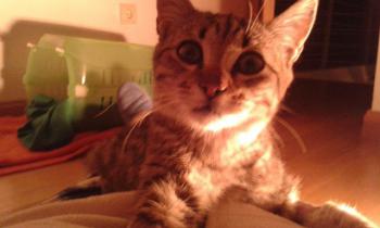 Leo Bild von Leo