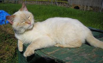 Bild von Gino
