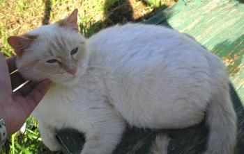 Bild von Gino