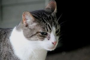 Thomson Bild von Thomson
