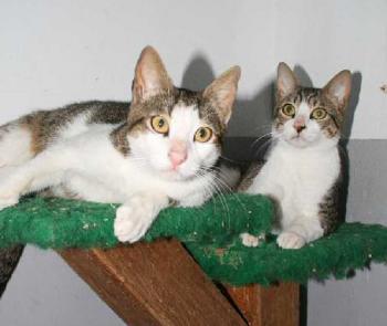 Karim und Karem Bild von Karem