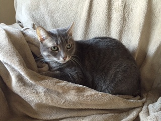 Amica-Molly Bild von Amica-Molly