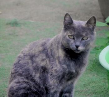Chiyoko Bild von Chiyoko