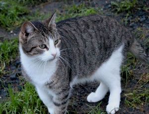 Bild von Xena