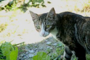 Georgina Bild von Georgina