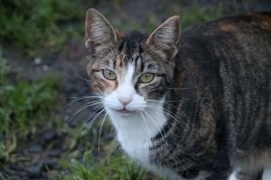 Georgina Bild von Georgina