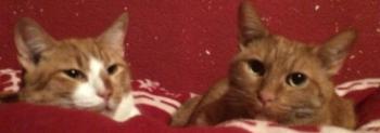 Henry Bild von Henry