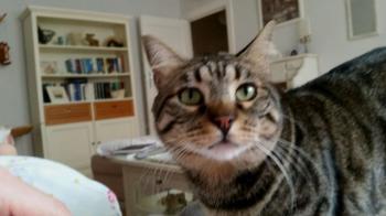 Bild von Starbuck