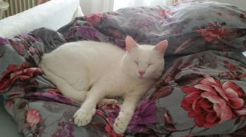 Coton Bild von Coton