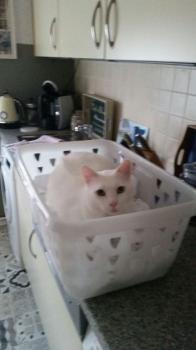 Coton Bild von Coton